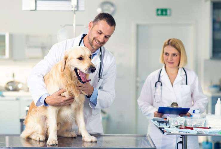 Услуги ветеринарного врача